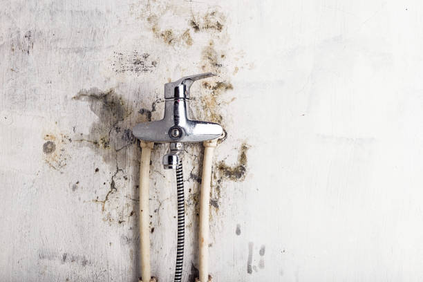 Best Home Mold Removal  in Chickasha, OK
