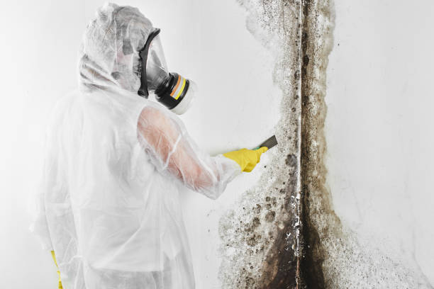 Best Emergency Mold Removal  in Chickasha, OK