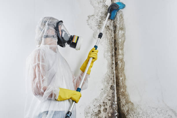 Best Mold Remediation  in Chickasha, OK