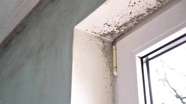 Best Mold Remediation  in Chickasha, OK