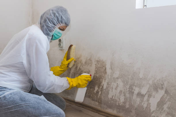 Mold Removal and Inspection in Chickasha, OK