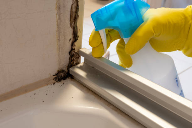 Best Local Mold Removal Service  in Chickasha, OK