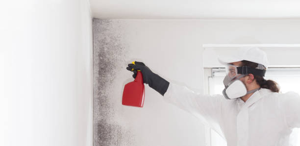 Best Mold Removal Company Near Me  in Chickasha, OK