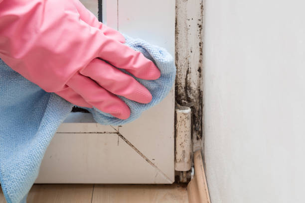 Best Certified Mold Removal  in Chickasha, OK