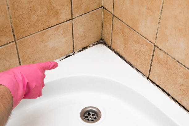 Best Same-Day Mold Removal  in Chickasha, OK